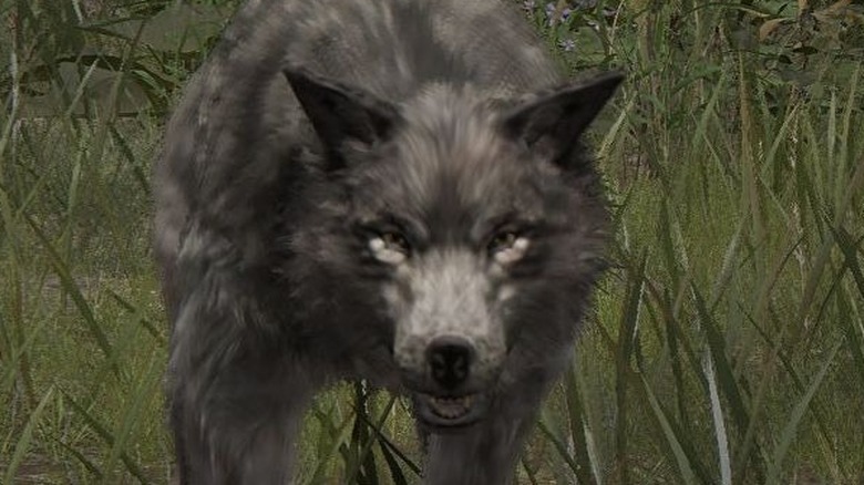 Elden Ring Wolf Close Up