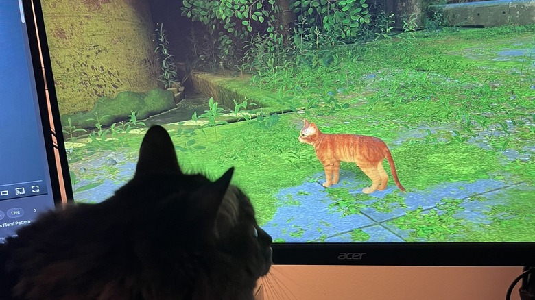 Cat watching "Stray" on PC 