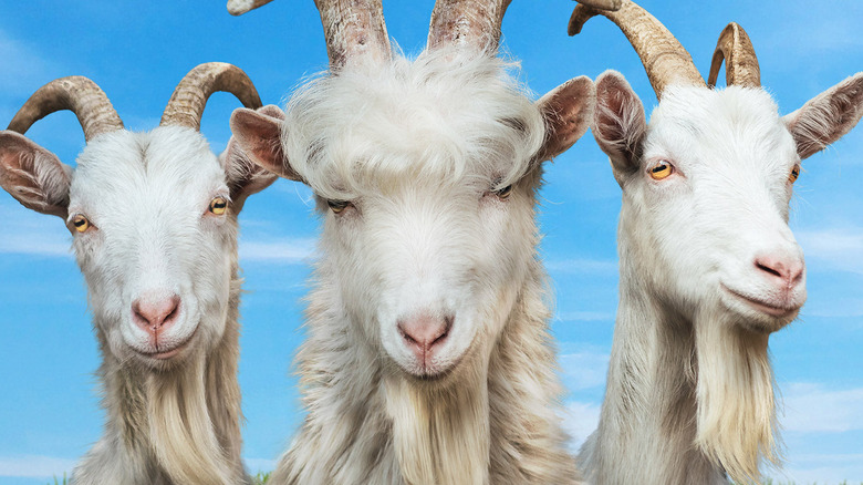 Goat Simulator 3 heads on cover