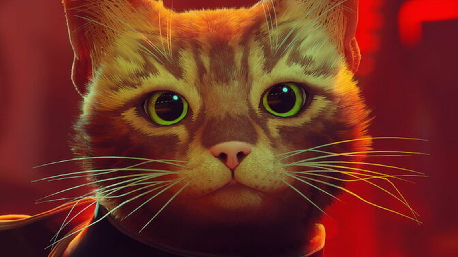 How Stray Is Helping Cats In The Real World How Stray Is Helping Cats In The Real World