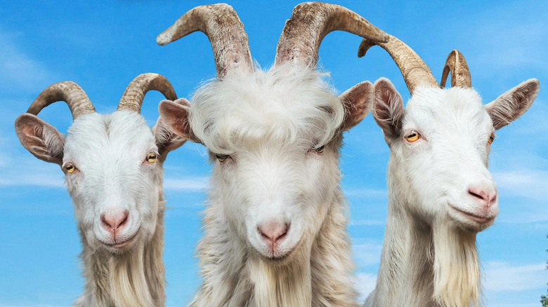 Three goats standing in a field
