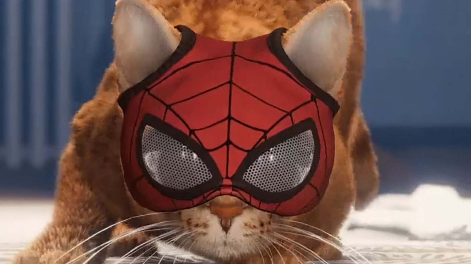 miles morales and spider cat