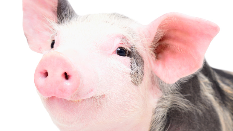 Pig white background