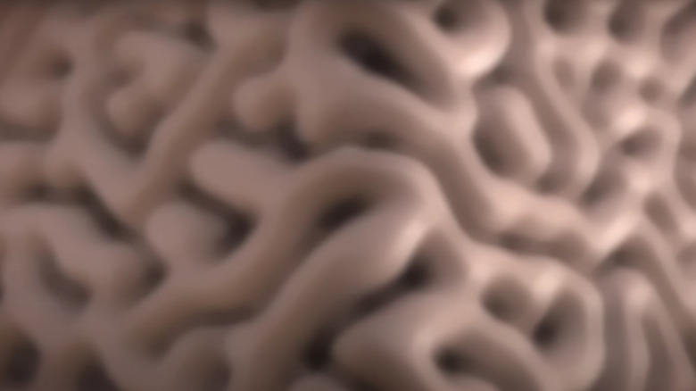 Blurry brain coral