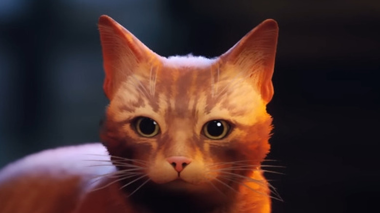 ginger cat sitting on table