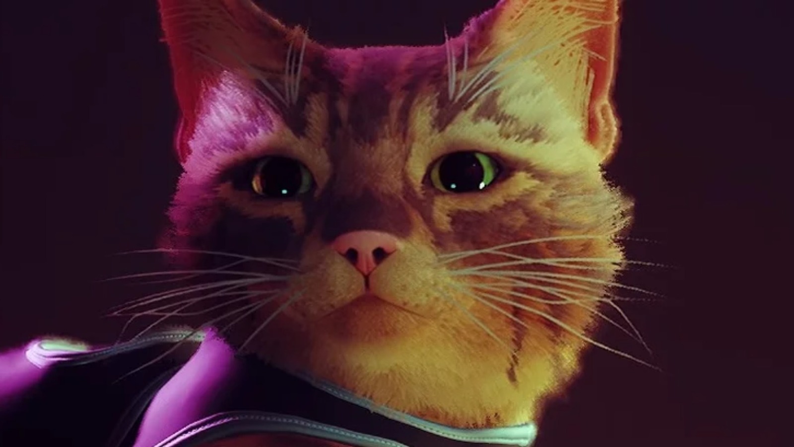 The Awesome Kitty Cyberpunk Video Game Adventure Stray Is Becoming