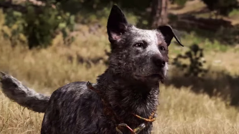Boomer Far Cry 5 Looking into Distance