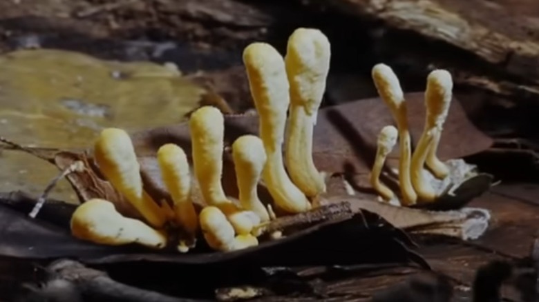 Cordyceps growing out of an insect