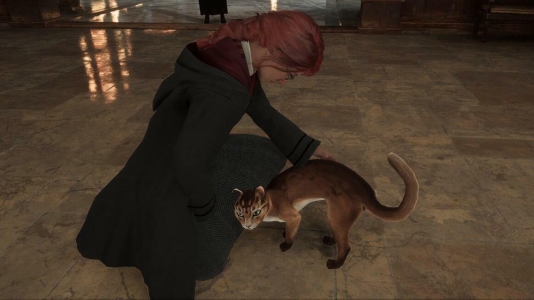 witch pets cats