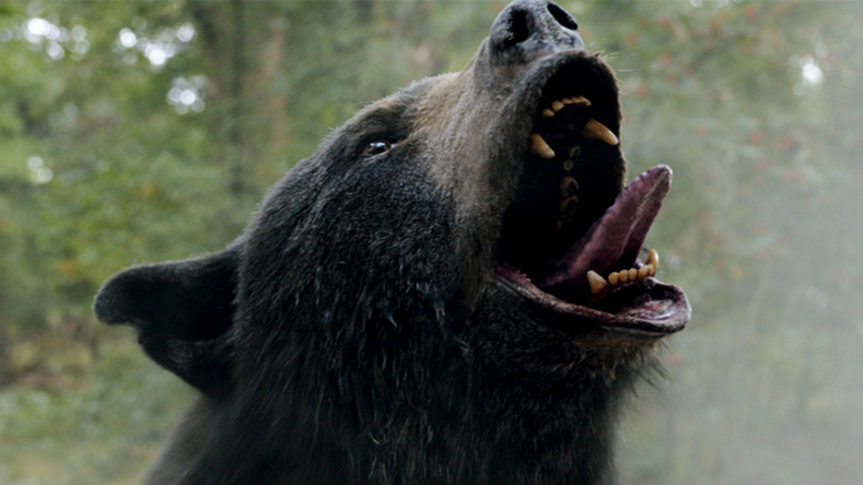 Bear roaring surrounded by cocaine cloud