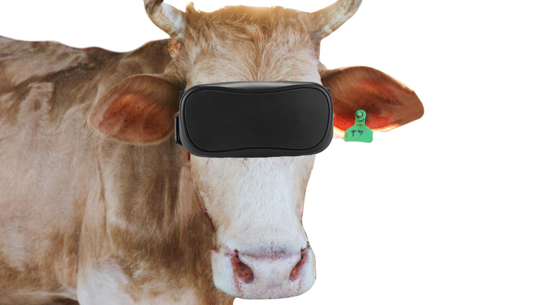 Cow VR headset
