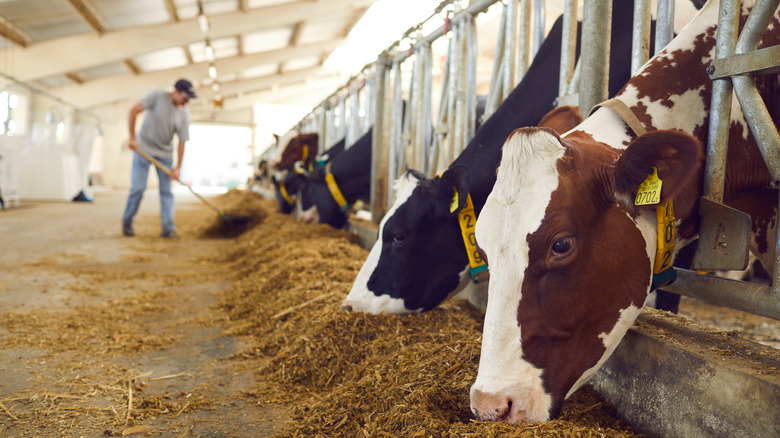 cows enjoying their final moments of freedom