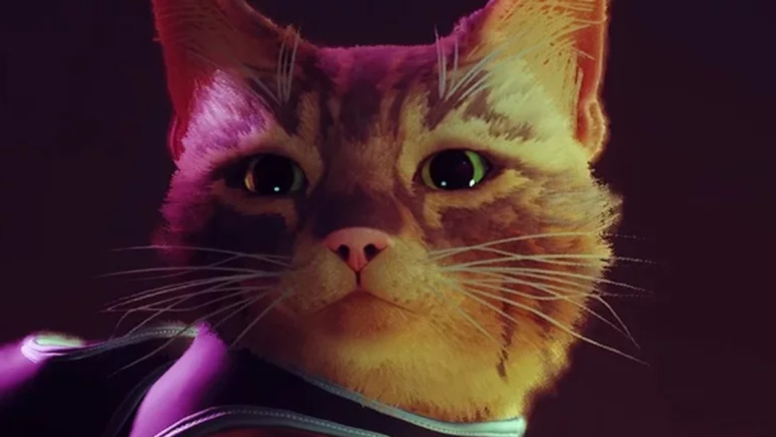 Stray Is a Cat's Perspective on a Dog's Life, Bringing Hope to Cyberpunk