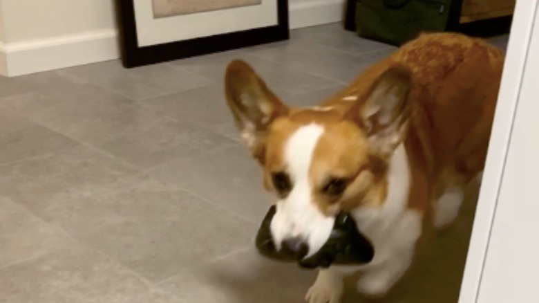 Corgi and controller