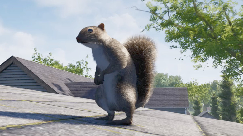 squirrel on roof