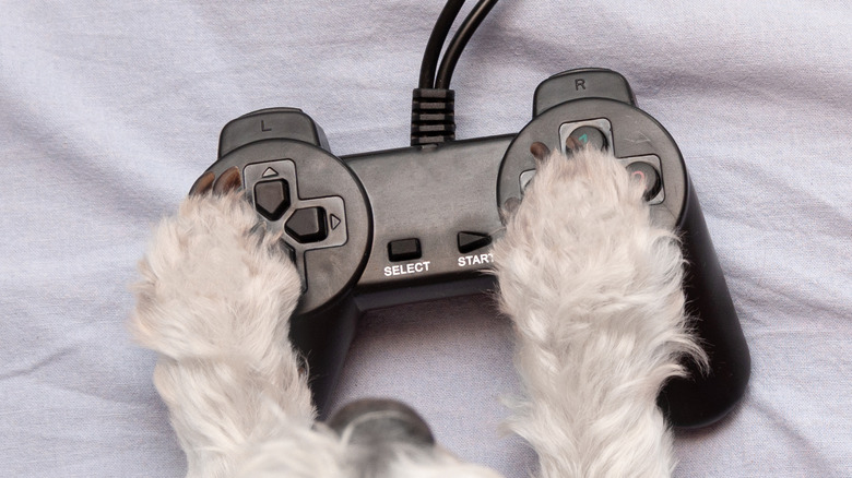 Dog playing with console controller